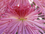 Crysanthemum, Sensoji Temple, Asakusa, Tokyo, Japan Photographie par Rob Tilley