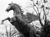 Winged Horse Statue, Mirabellgarten, Salzburg, Austria Photographic Print by Walter Bibikow