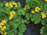 Yezo Ryu-Kinka (Marsh Marigold), Daisetsuzan National Park, Hokkaido, Japan Lámina fotográfica por Rob Tilley Yezo Ryu-Kinka (Marsh Marigold), Daisetsuzan National Park, Hokkaido, Japan Lámina fotográfica por Rob Tilley