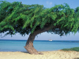 Kwihi Tree, Aruba, Caribbean Photographie par Robin Hill