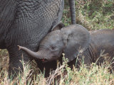 Young African Elephant, Tanzania Lámina fotográfica por Dee Ann Pederson Young African Elephant, Tanzania Lámina fotográfica por Dee Ann Pederson