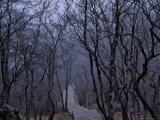 Mountain Forest Path, Mt. Huangshan (Yellow Mountain), China Photographic Print by Keren Su