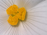 Begonia Lámina fotográfica por Adam Jones Begonia Lámina fotográfica por Adam Jones