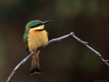 Little Bee Eater, Kenya Photographie par Charles Sleicher