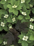 Maple Seedling in Bunchberry, Michigan, USA Photographie par Claudia Adams