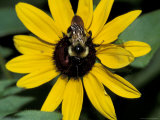 Golden Northern Bumble Bee on Black-Eyed Susan Photographic Print by Adam Jones