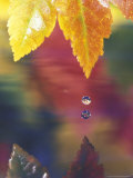 Vine Maple Leaf, USA Photographie par Stuart Westmoreland