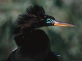 Male Anhinga in Breeding Plumage Photographic Print by Charles Sleicher