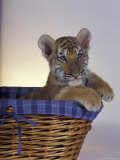 Siberian Tiger Cub Lámina fotográfica por Maresa Pryor