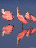Roseate Spoonbills Preening Lámina fotográfica por Charles Sleicher