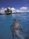 Bottlenose Dolphin in Palau, Micronesia Lámina fotográfica por Michele Westmorland Bottlenose Dolphin in Palau, Micronesia Lámina fotográfica por Michele Westmorland