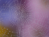 Flowers Reflected in Spider Web Dew Drops Lámina fotográfica por Stuart Westmoreland