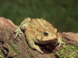 American Toad on Log, Eastern USA Photographic Print by Maresa Pryor