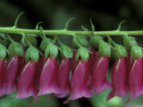 Foxglove, Bend, Oregon, USA  Lámina fotográfica por Claudia Adams