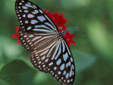 Butterfly World, Ft Lauderdale, Florida, USA Photographic Print by Michele Westmorland
