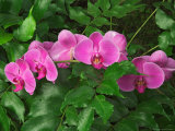 Hybrid Orchid, Lincoln Park Conservatory, Chicago, Illinois Photographic Print by Adam Jones