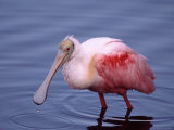 Roseate Spoonbill Photographie par Charles Sleicher