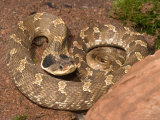 Eastern Hognose Snake Showing Excited Cobra-like Flaring of the Neck, Eastern US Photographic Print by Maresa Pryor