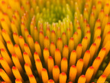 Pattern in Coneflower Photographic Print by Adam Jones