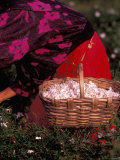 Gypsies Pick Jasmine Flowers, Grasse, France Lámina fotográfica por Nik Wheeler