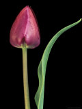 Single Tulip Stem, Maplethorpe Style, Rochester, Michigan, USA Photographie par Claudia Adams