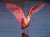 Roseate Spoonbill with Wings Spread Photographie par Charles Sleicher