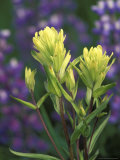 Sulfur Paintbrush, Pawnee National Grassland, Colorado, USA Photographie par Claudia Adams