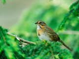Lincoln's Sparrow Photographie par Adam Jones
