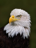 Adult Bald Eagle Photographic Print by Adam Jones