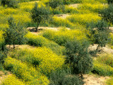 Olive Trees, Provence of Granada, Andalusia, Spain Fotografie-Druck von David Barnes
