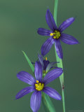 Blue Eyed Grass, Clarkston, Michigan, USA Photographic Print by Claudia Adams