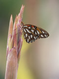 Gulf Fritallary Photographic Print by Adam Jones