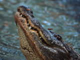 Alligator Bellowing Lámina fotográfica por Charles Sleicher Alligator Bellowing Lámina fotográfica por Charles Sleicher