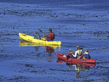 Family Exploring the Monterey Bay, California, USA Fotografisk trykk av Georgienne Bradley
