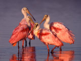 Four Roseate Spoonbills at Dawn Photographic Print by Charles Sleicher