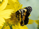 Border Patch Butterfly on Cowpen Daisy Photographic Print by Maresa Pryor