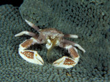 Porcelain Crab, Papua New Guinea Lámina fotográfica por Michele Westmorland Porcelain Crab, Papua New Guinea Lámina fotográfica por Michele Westmorland