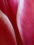 Tulip Detail, Rochester, Michigan, USA Photographic Print by Claudia Adams
