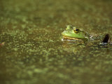 Green Frog Photographie par Adam Jones