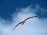 Black-Browed Albatross in Flight, Argentina Lámina fotográfica por Charles Sleicher Black-Browed Albatross in Flight, Argentina Lámina fotográfica por Charles Sleicher