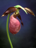 Pink Lady Slipper, St. Clair Nature Preserve, Michigan, USA Photographic Print by Claudia Adams