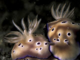 Nudibranch, Papua New Guinea Photographic Print by Michele Westmorland