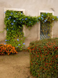 Flowers Along Stucco Building, Burgundy, France Photographic Print by Lisa S. Engelbrecht