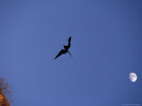 Frigate Bird on the Galapagos Islands, Ecuador Photographie par Stuart Westmoreland