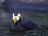 Tufted Puffin Photographic Print by Adam Jones