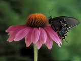 Spicebush Swallowtail on Mullin, Rochester, Michigan, USA Photographic Print by Claudia Adams