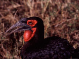 Southern Ground Hornbill, Kenya Lámina fotográfica por Charles Sleicher