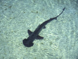 Hammerhead Shark, Atlantis Resort, Bahamas, Caribbean Photographic Print by Michele Westmorland