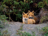 Den of Red Foxes, Kamchatka, Russia Photographic Print by Daisy Gilardini