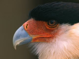 Crested or Northern Caracara Photographie par Charles Sleicher